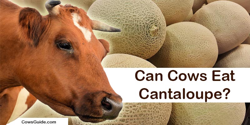cows and cantaloupe