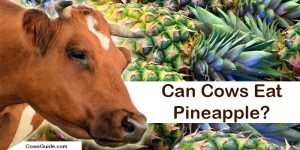 can cows eat pineapple