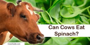cow and spinach