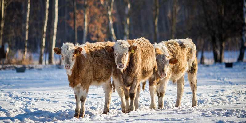 cows standing in the snow